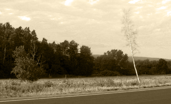 white birch white birch